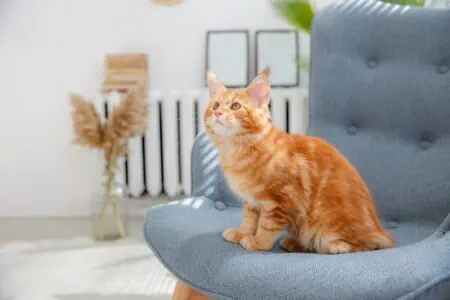 Red cat sitting on a chair