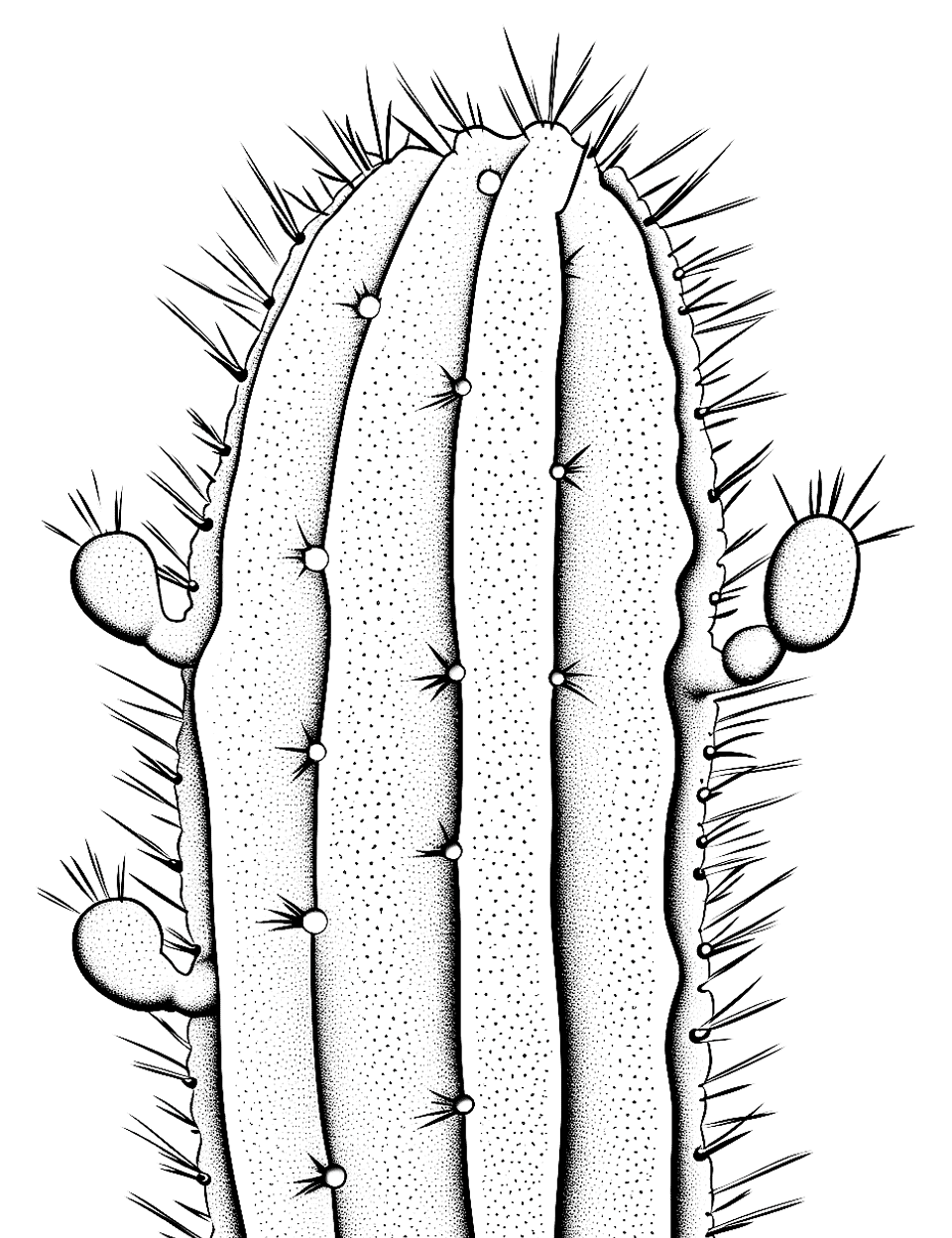 Realistic Cactus Close-Up Coloring Page - A detailed, lifelike drawing of a cactus, focusing on its spikes and texture.
