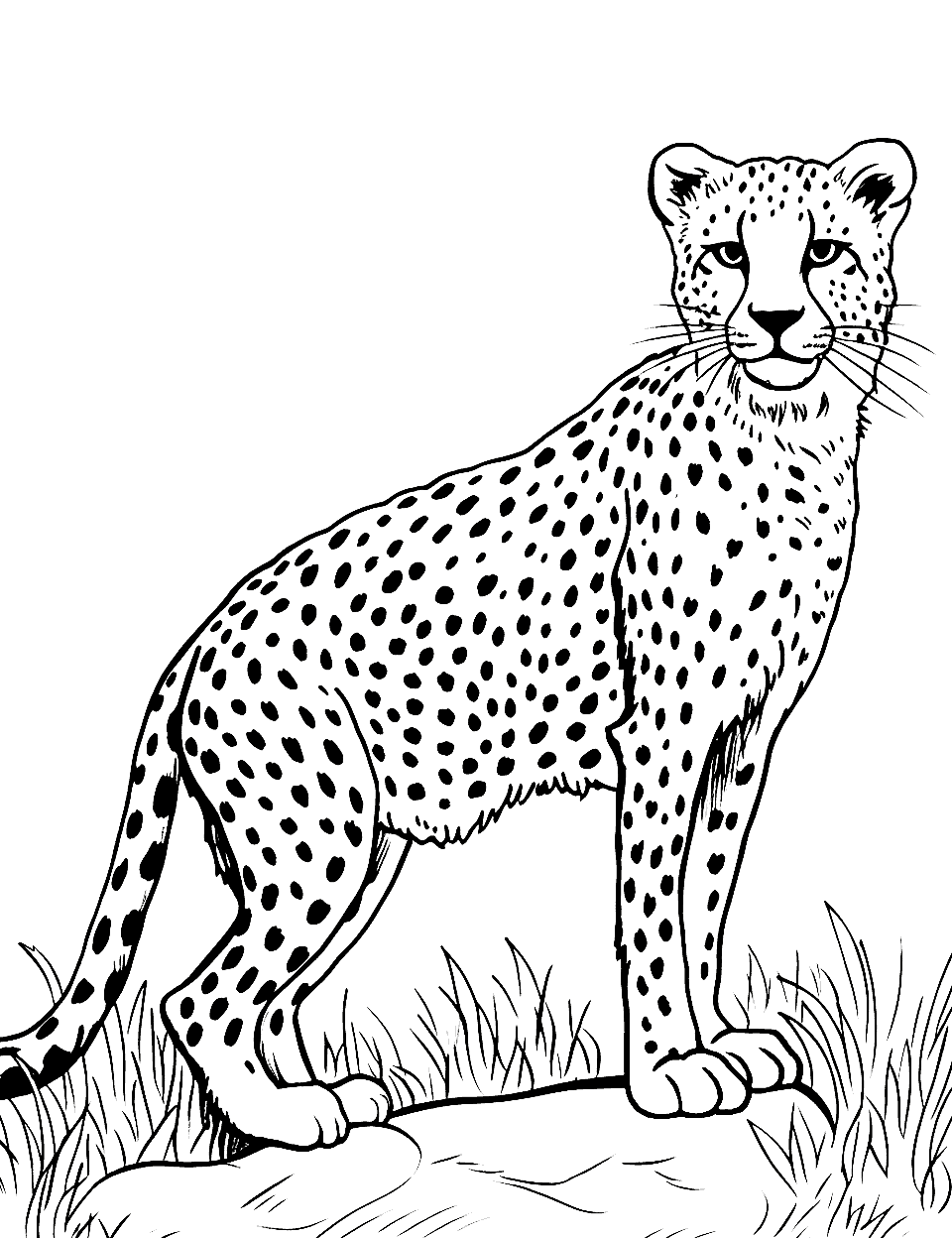 Asiatic Cheetah in Habitat Coloring Page - An Asiatic cheetah in a scene depicting its natural habitat.