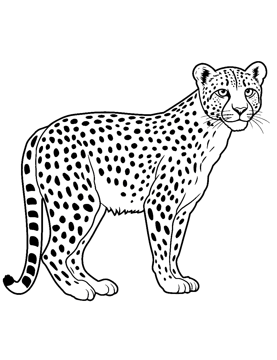 Acinonyx Jubatus in Profile Cheetah Coloring Page - A side profile of the cheetah, scientifically known as Acinonyx jubatus.