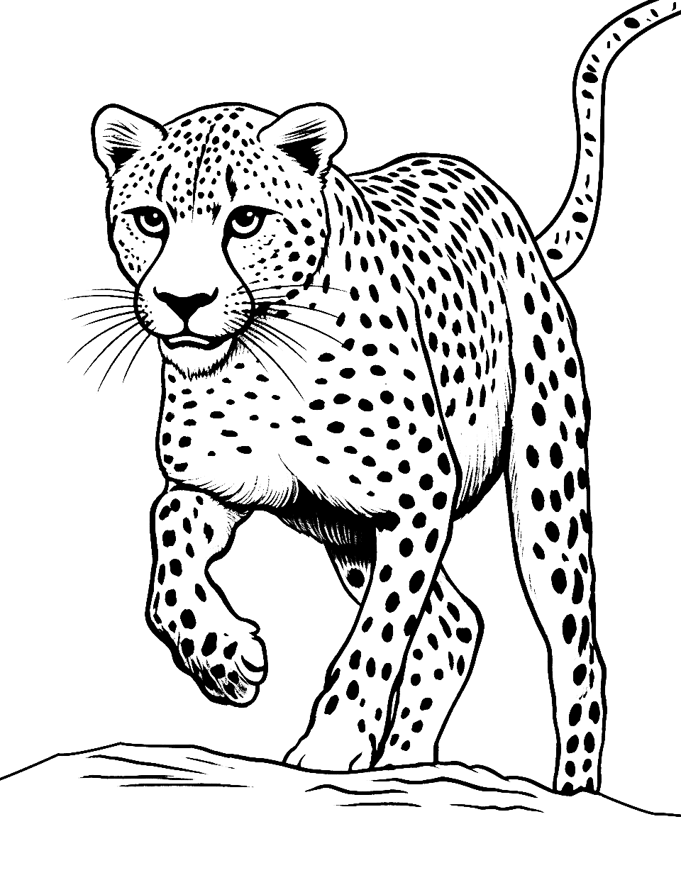Cheetah Sprinting Coloring Page - A powerful scene of a cheetah sprinting.