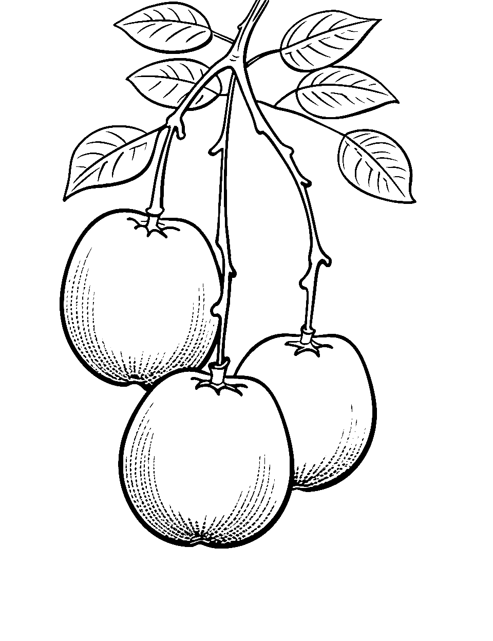 Passion Fruit Paradise Coloring Page - Passion fruits hanging from a vine.