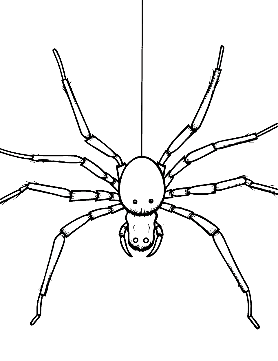 Spider Hanging Coloring Page - A spider hanging with its thread looking for a place to make a home.