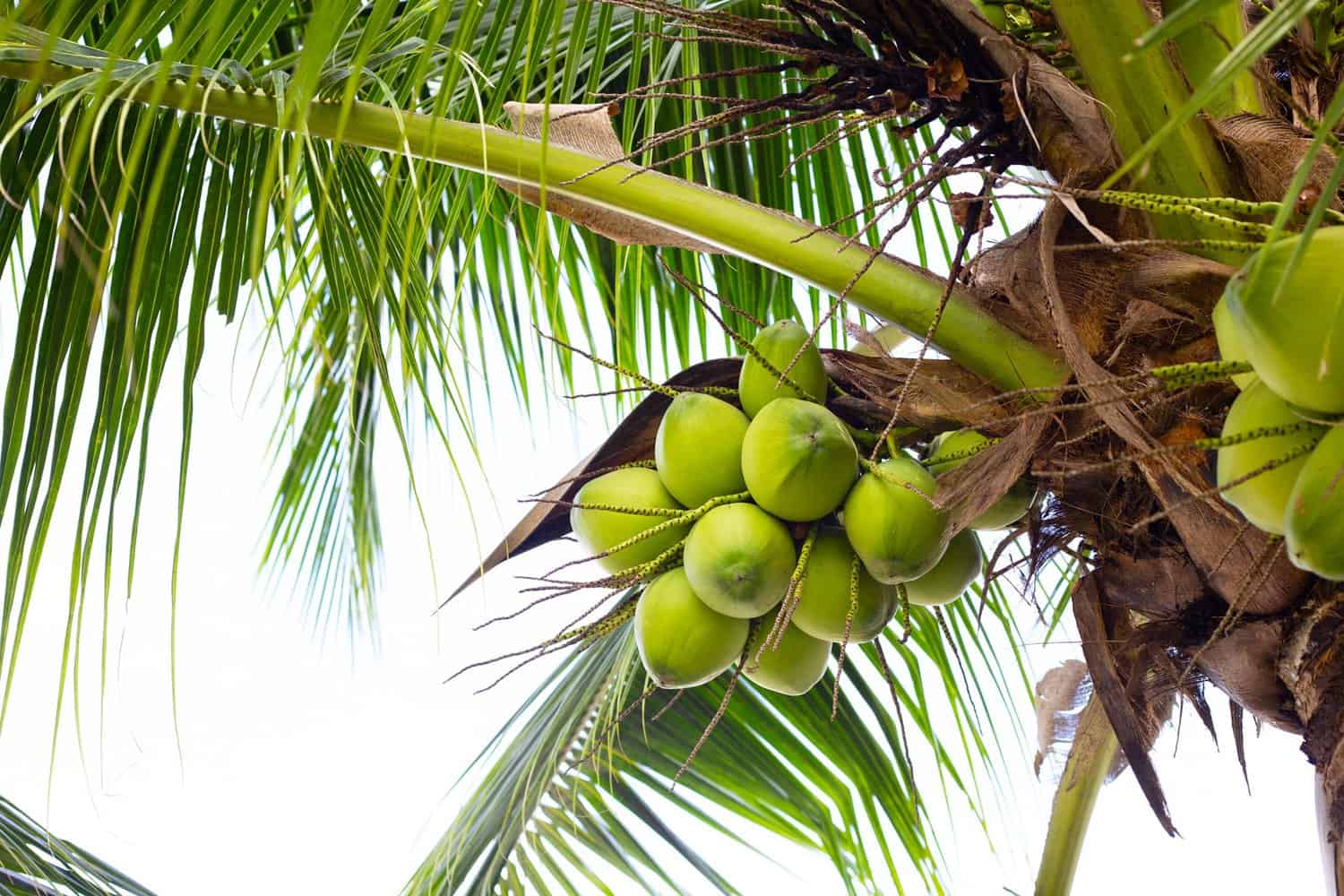 Carrying Coconuts