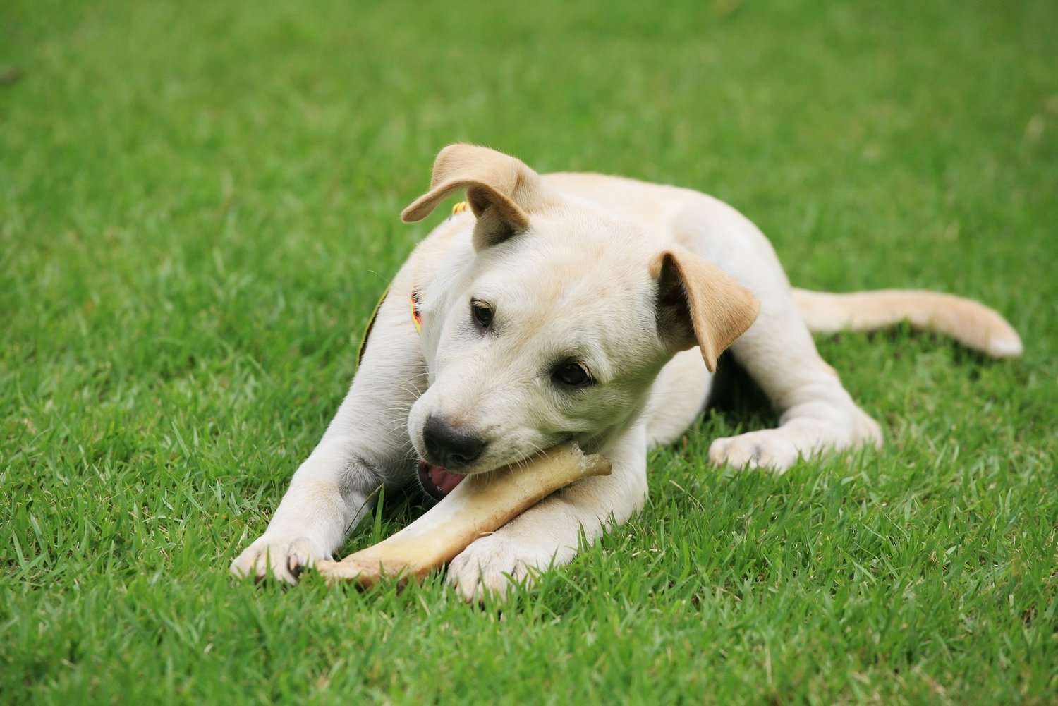 The Dog and His Bone