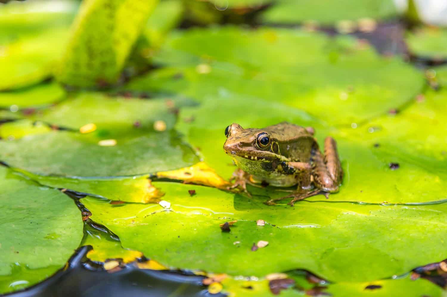 The Magic Sneezing Frog