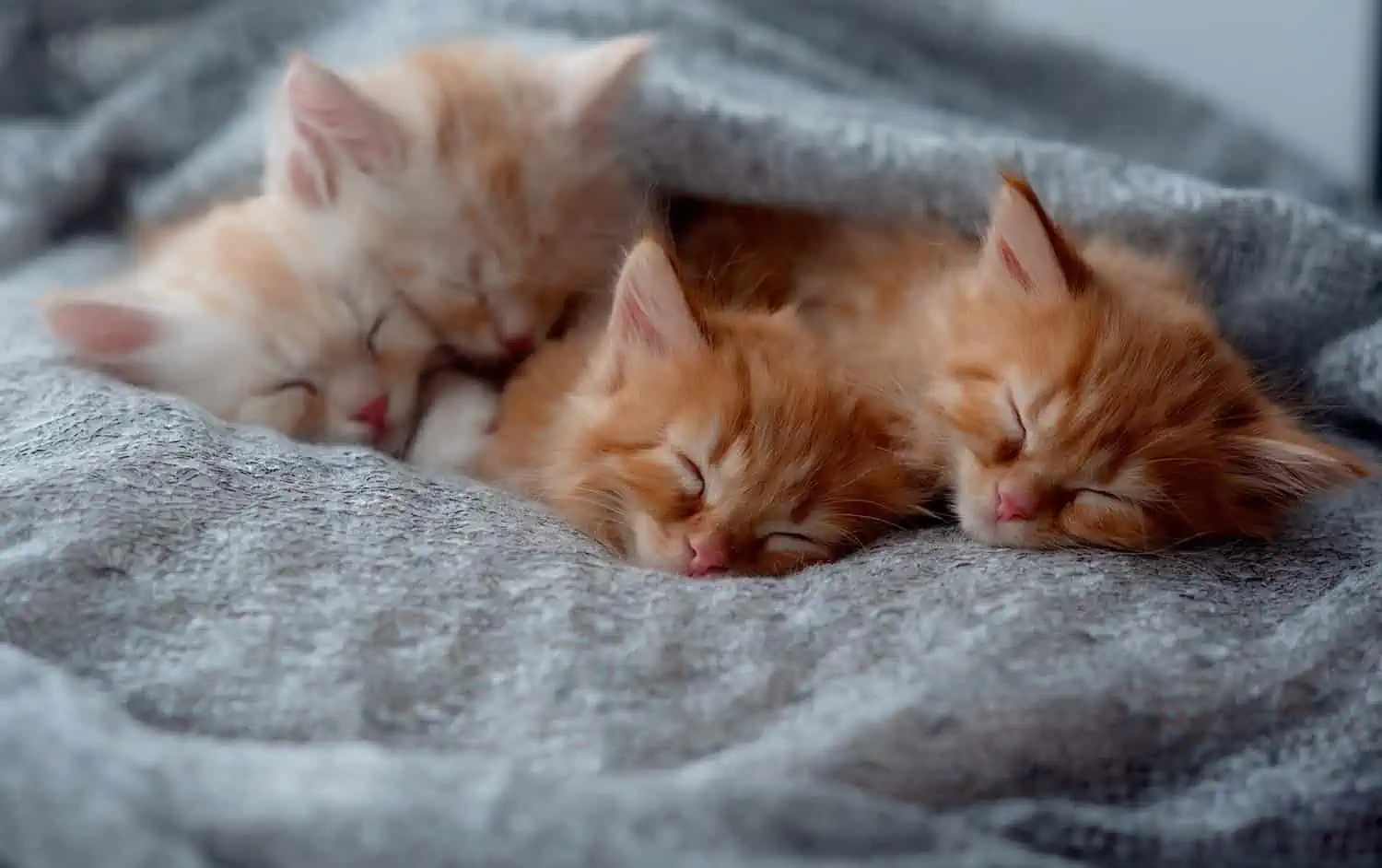 Kittens sleeping on a fur blanket