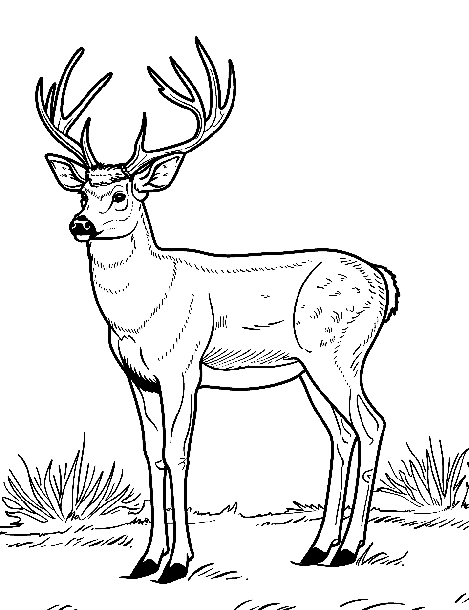 Buck with Majestic Antlers Coloring Page - A buck standing tall, showcasing its impressive antlers.