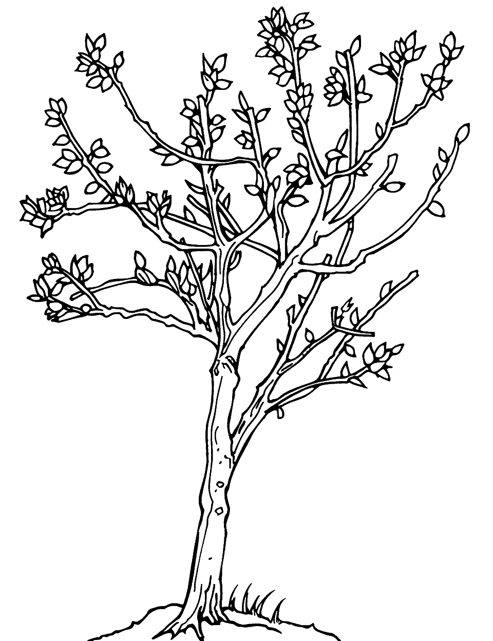 Spring Awakening Coloring Page - A tree in early bloom, with buds and the first leaves of spring appearing.