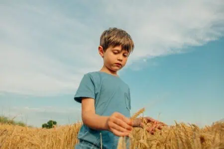 Little boy in blue shirt picking wheat in the field