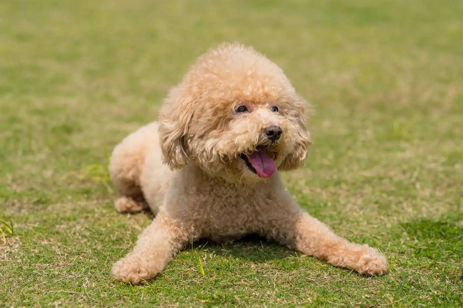 Cute poodle dog lying down on the green lawn