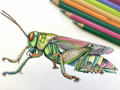 Insect Coloring Pages for Kids