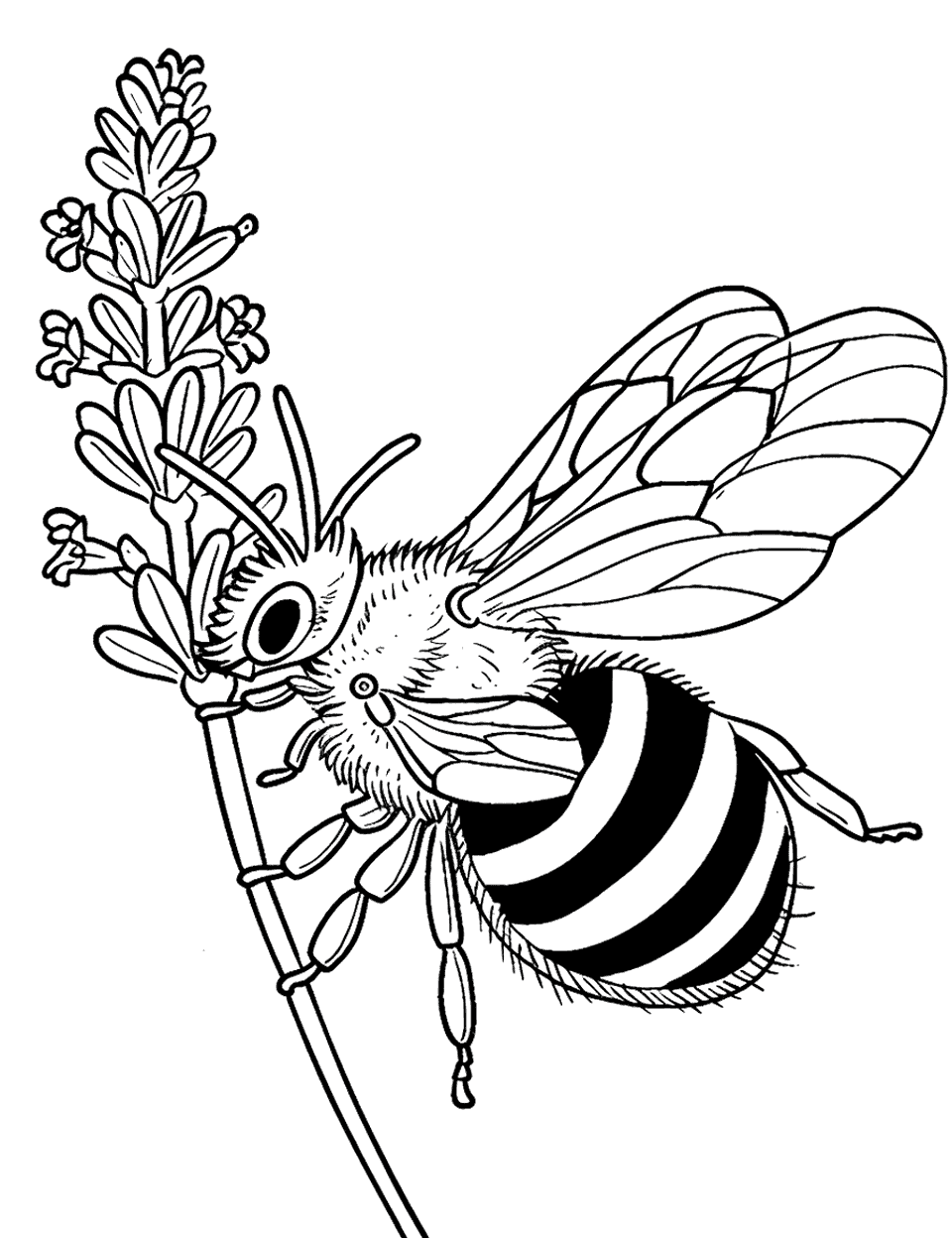 Bee on a Lavender Sprig Coloring Page - A bee collecting nectar from a fragrant sprig of lavender.