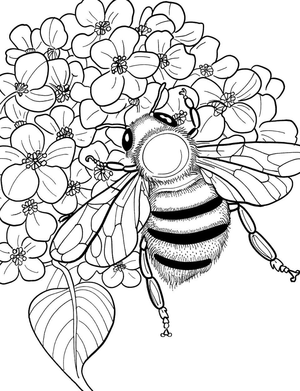 Bee on a Hydrangea Cluster Coloring Page - A bee moving among the small flowers of a hydrangea cluster.