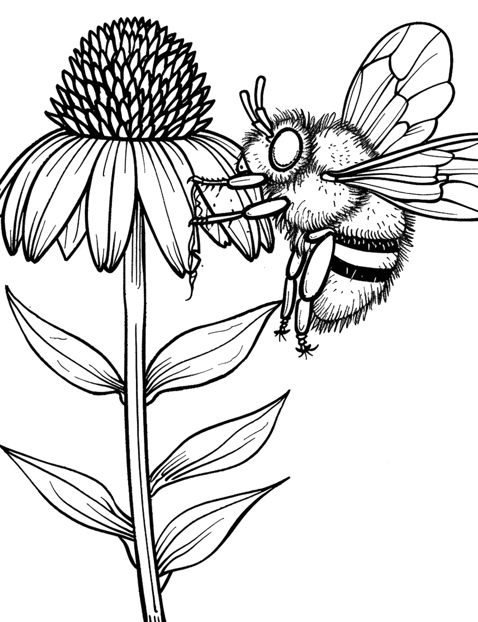 Bee and Echinacea Coloring Page - A bee ready to gathe nectar from the spiky center of an echinacea flower.