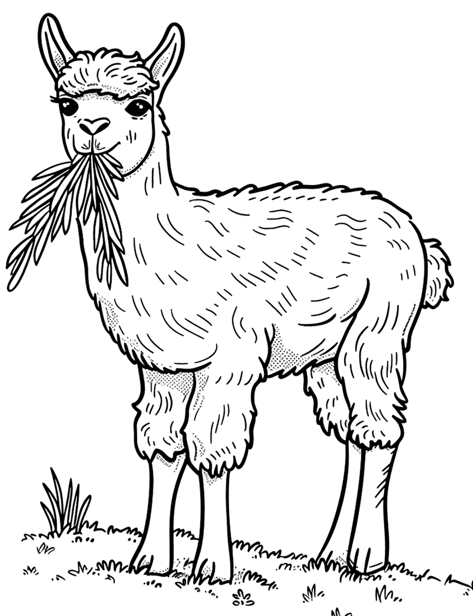 Alpaca Chewing Grass Farm Animal Coloring Page - An alpaca standing still, chewing on a mouthful of fresh grass.