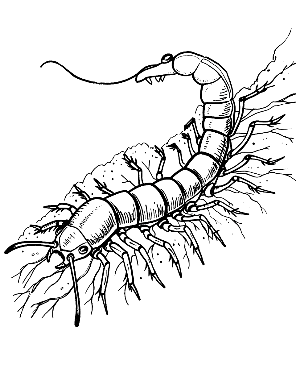 Centipede Exploring the Soil Insect Coloring Page - A centipede making its way through rich soil filled with roots.