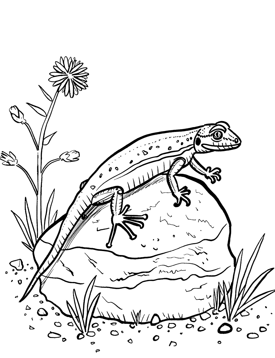 Lizard Basking on a Rock Insect Coloring Page - A lizard sunbathing on a warm rock in the garden.