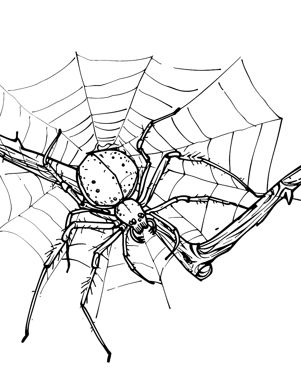 Spider Weaving Its Web Insect Coloring Page - A spider diligently spinning a web near twigs.