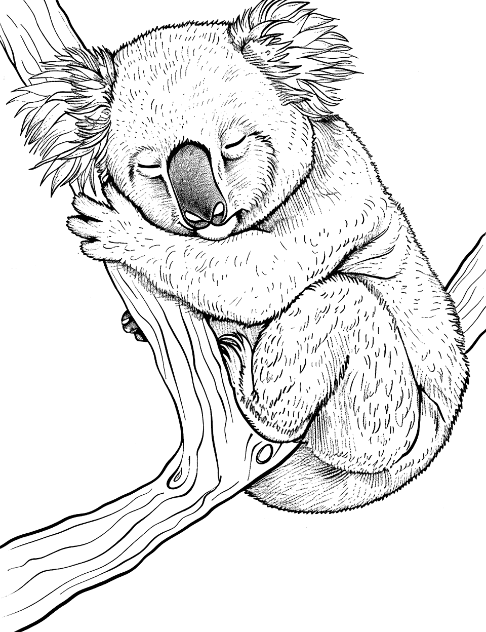 Koala Sleeping Peacefully Coloring Page - A koala asleep on a branch, with its head resting between its paws.