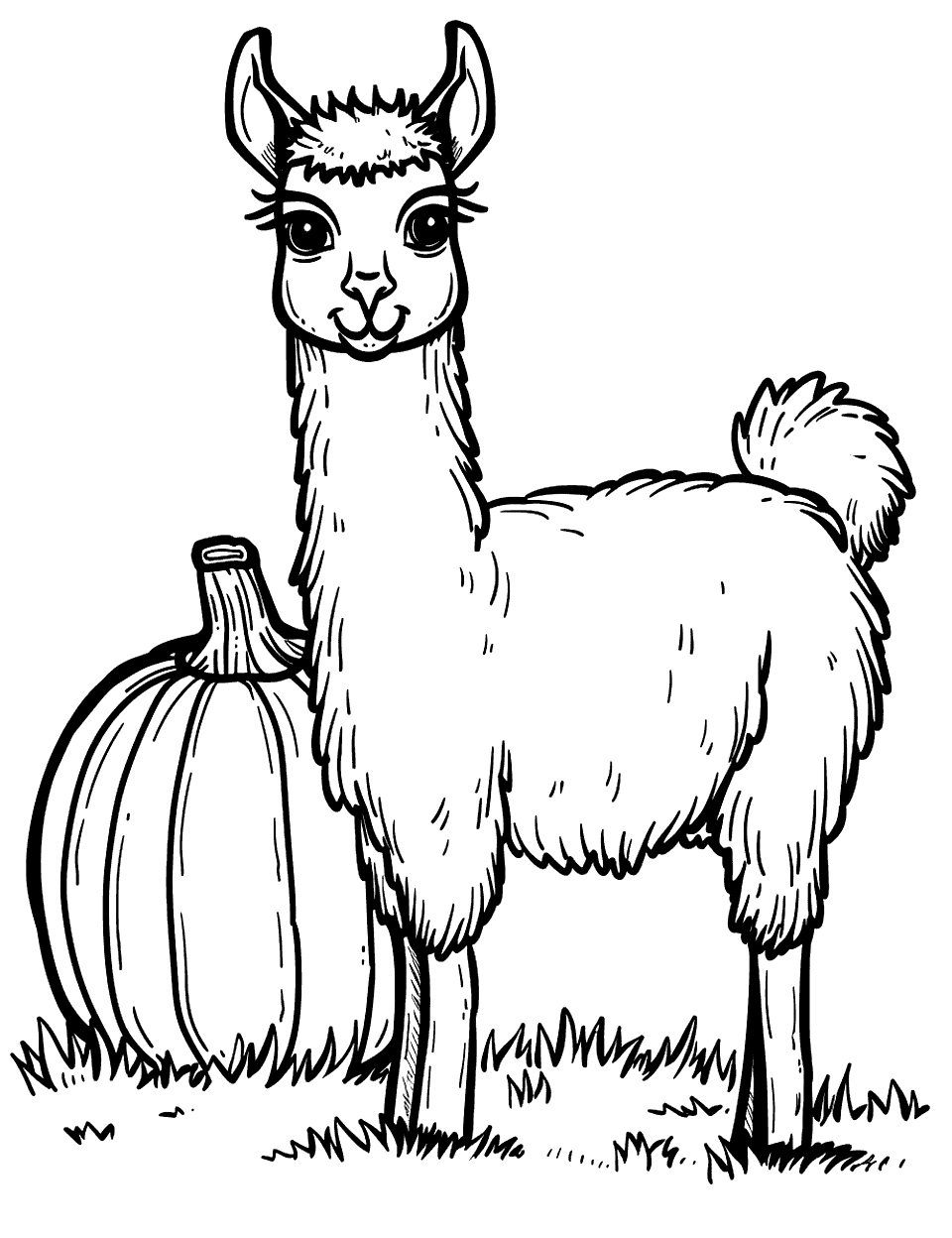 Llama and a Pumpkin Coloring Page - A llama next to a large pumpkin, perfect for fall.