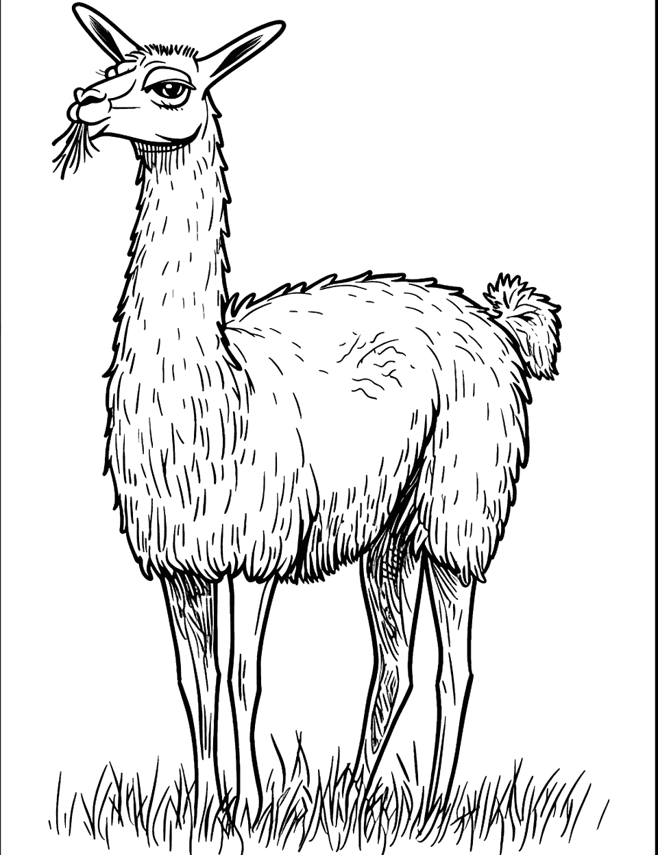 Llama Eating Grass Coloring Page - A llama contentedly munching on grass.