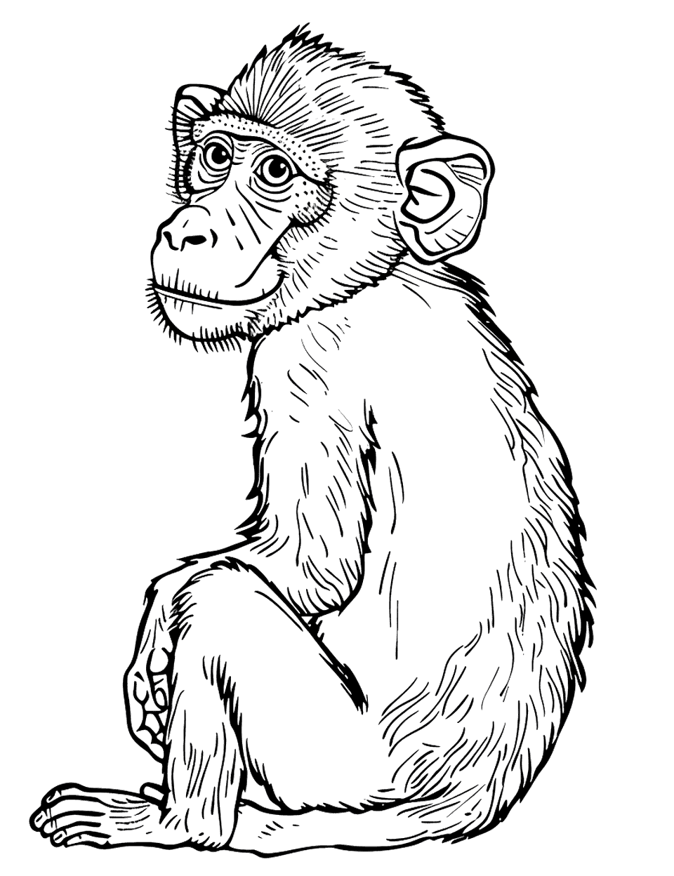 Baboon Sitting Still Monkey Coloring Page - A baboon sitting sideways towards the viewer.