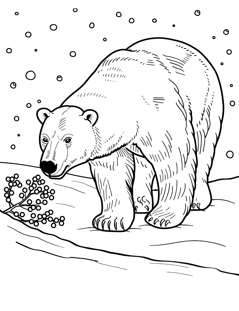 Polar Bear with Winter Berries Coloring Page - A polar bear sniffing at some winter berries.