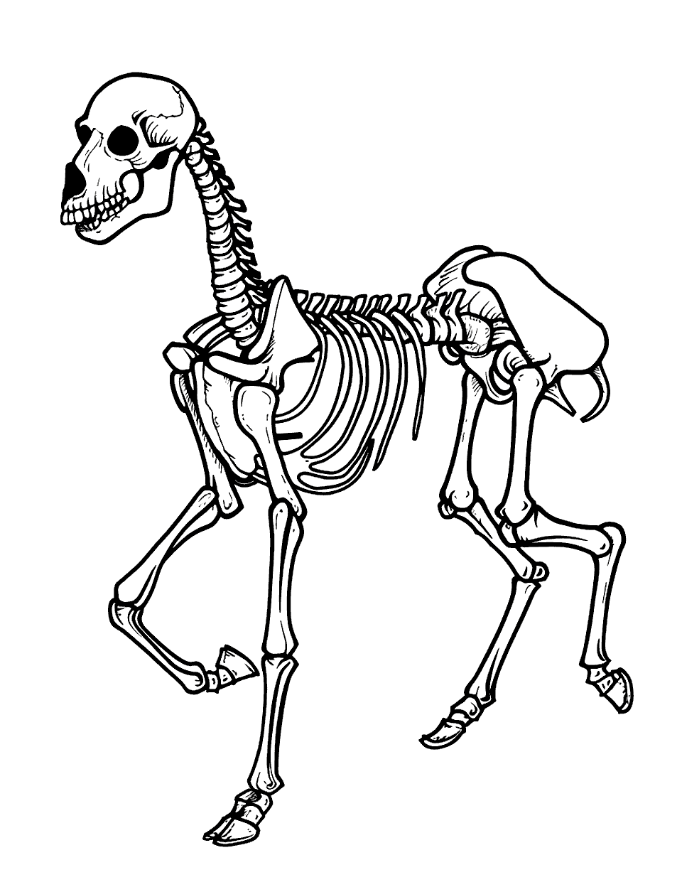 Horse Skeleton Galloping Coloring Page - A horse skeleton captured in mid-gallop, displaying its majestic form.
