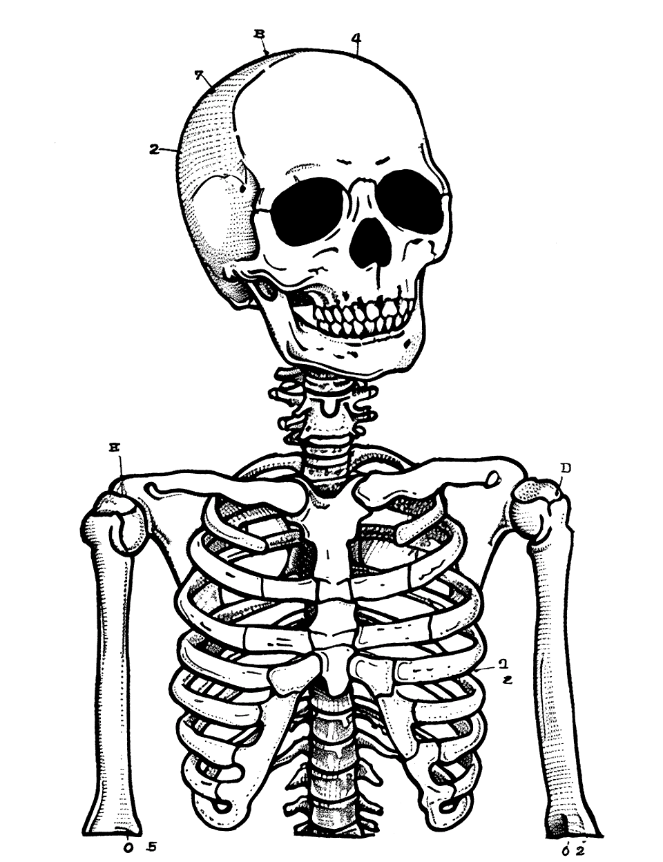 Skeleton Anatomy Lesson Coloring Page - A human skeleton with labeled bones for an educational anatomy lesson.