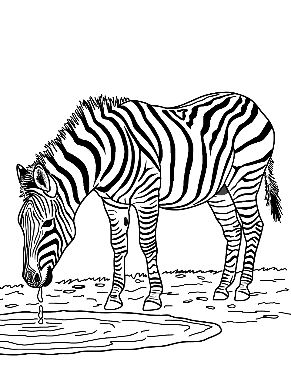 Zebra at the Waterhole Coloring Page - A single zebra drinking from a calm pond.