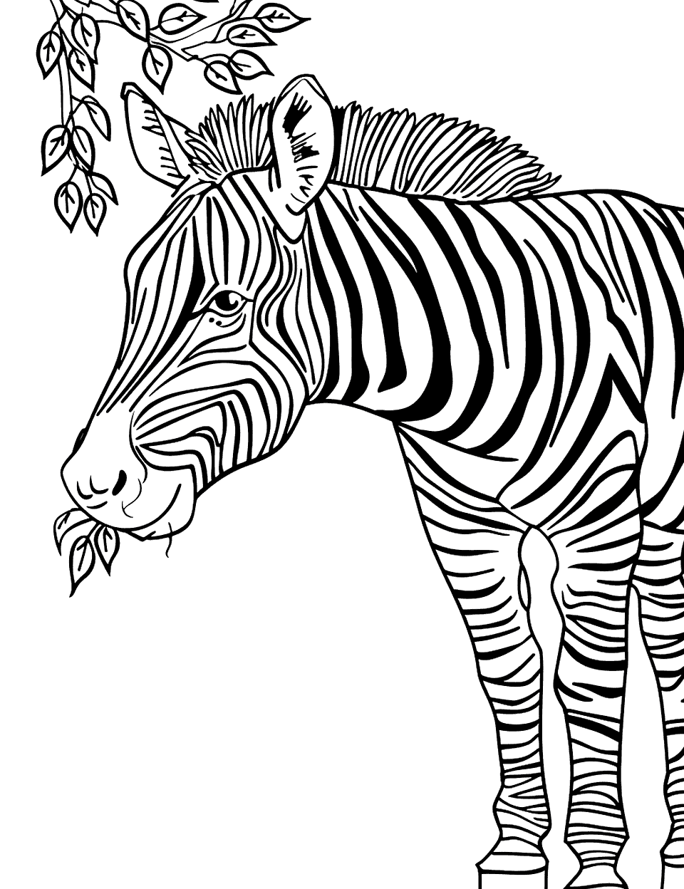 Zebra Eating Leaves Coloring Page - A zebra nibbling leaves from a low-hanging branch.