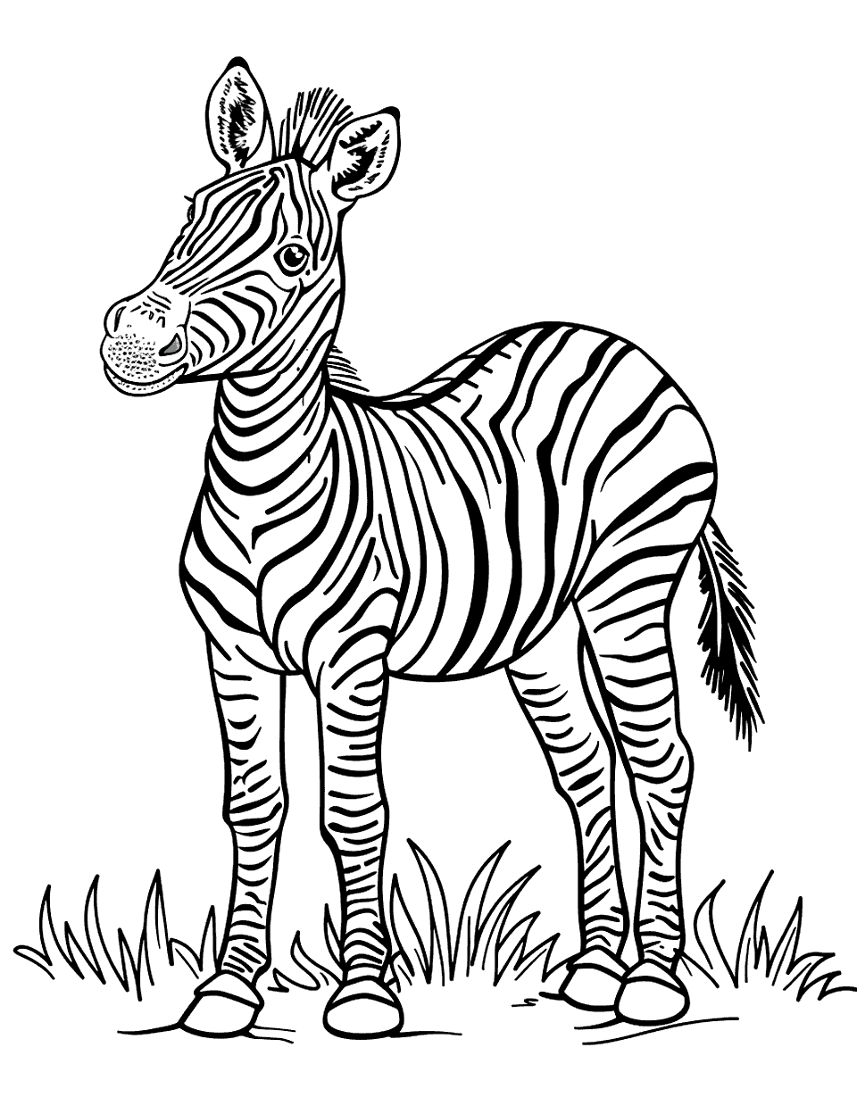 Alert Zebra Coloring Page - A zebra standing alert with ears pricked up.