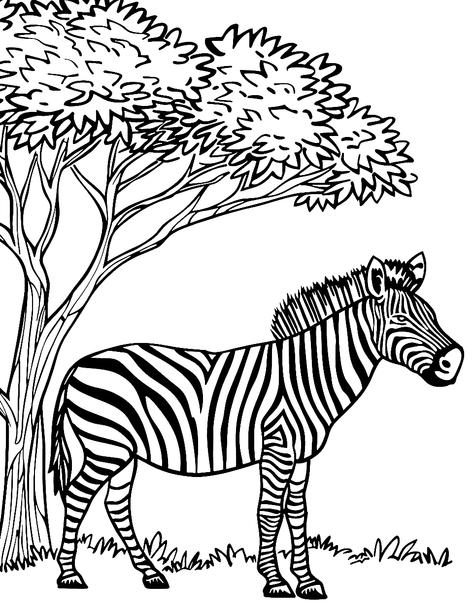 Zebra Under the Acacia Tree Coloring Page - A zebra resting in the shade of a large acacia tree.