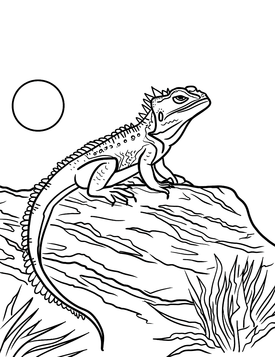 Horned Lizard Watching Sunrise Coloring Page - A horned lizard on a rock, watching the sunrise over a simple horizon.