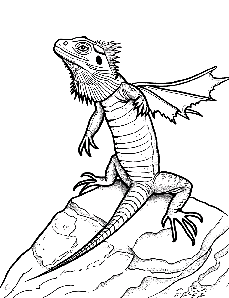 Frilled Lizard Display Coloring Page - A frilled lizard with its frill expanded, standing alert on a small mound.