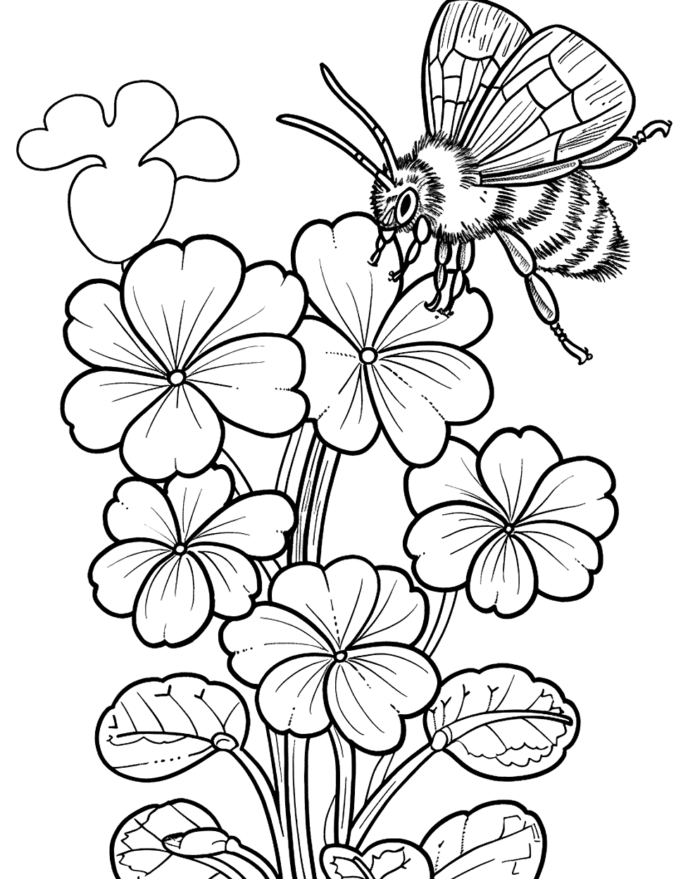 Bee Pollinating Shamrock Flowers Coloring Page - A bee busily pollinating small shamrock flowers in a garden.