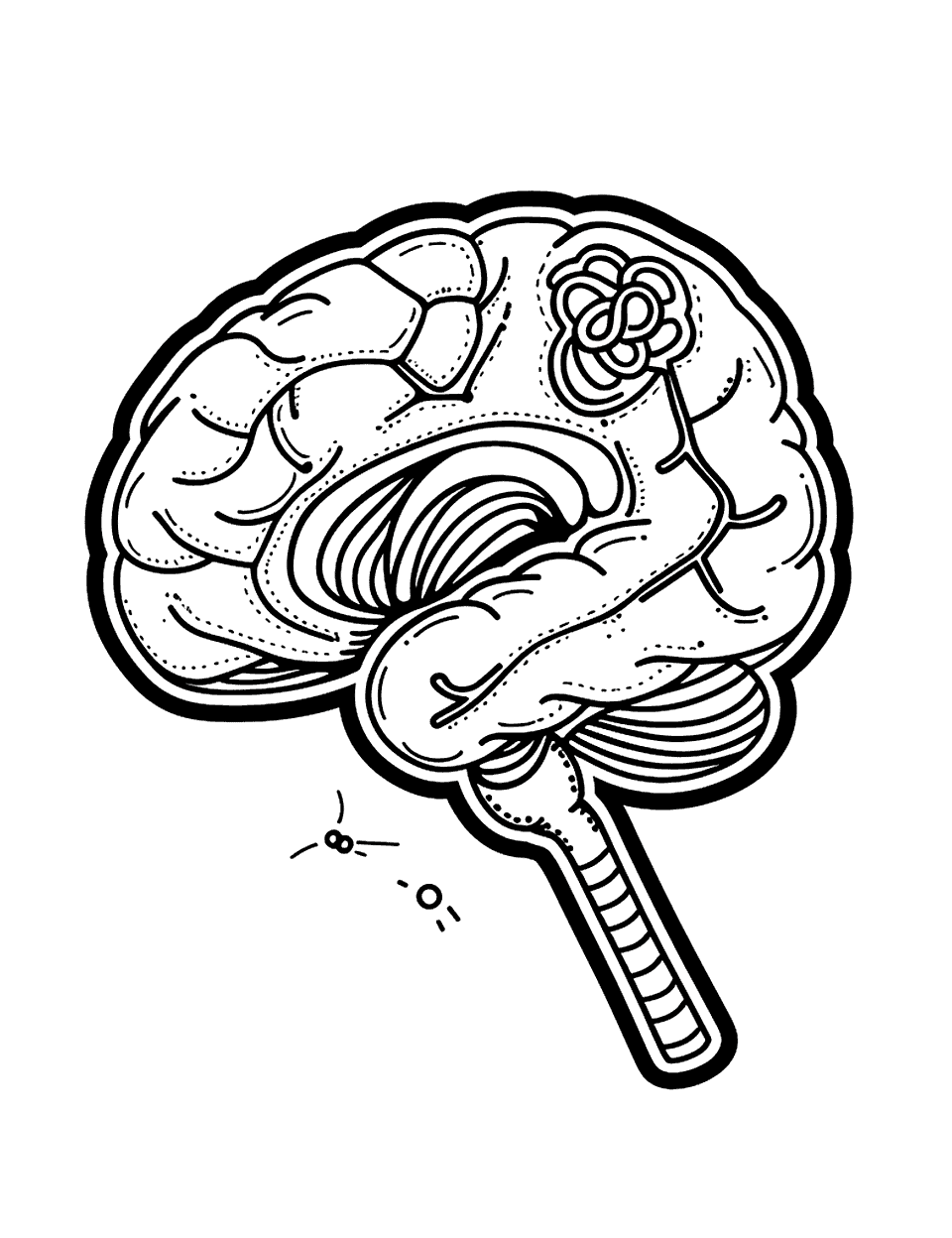 The Human Brain Science Coloring Page - A large, detailed brain with parts including the cerebrum, cerebellum, and brainstem clearly showing.