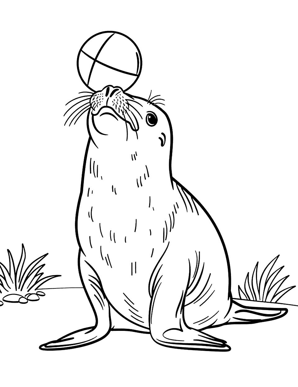 Seal Balancing a Ball Zoo Coloring Page - A seal balancing a beach ball on its nose at a zoo show.