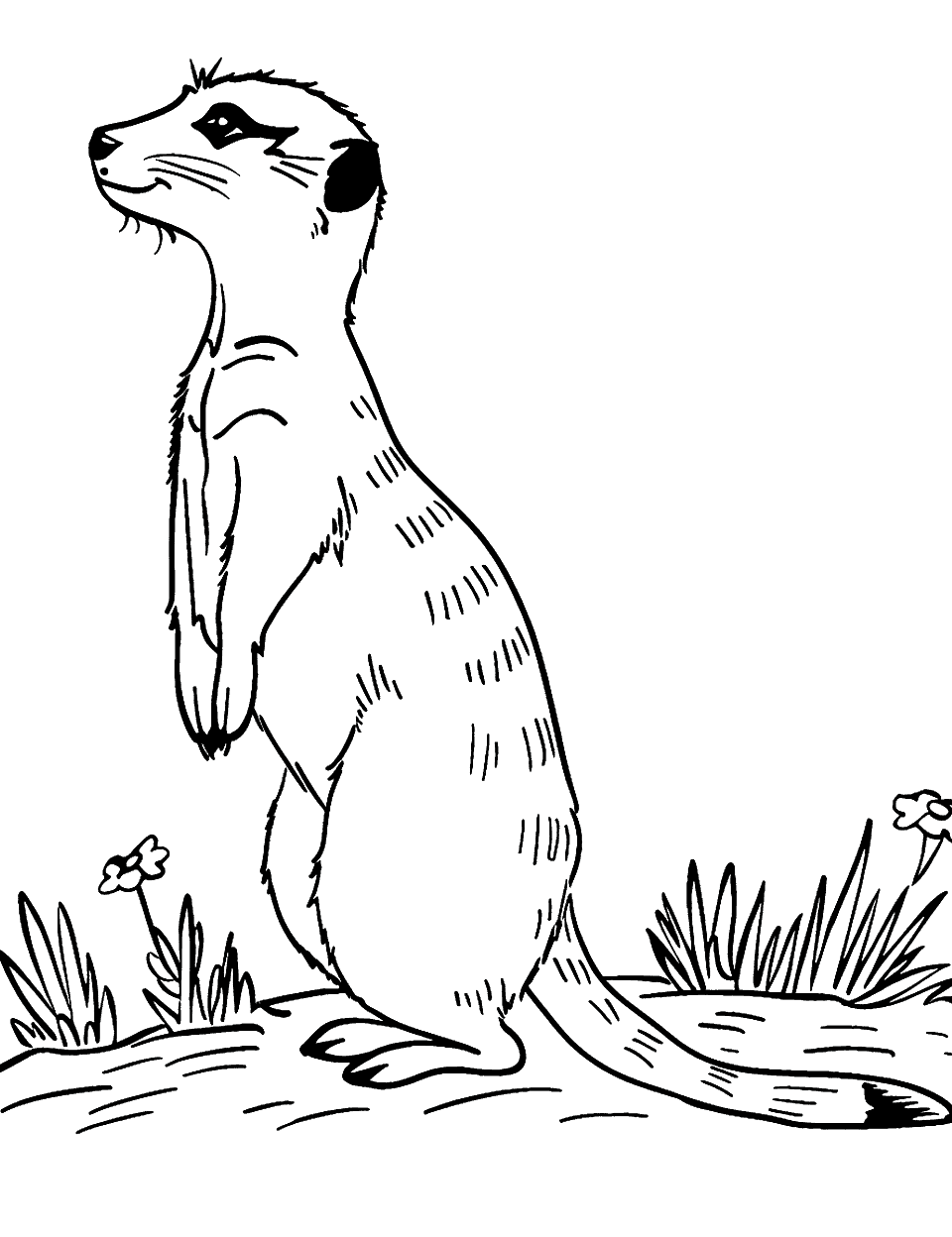 Meerkat Standing Guard Zoo Coloring Page - A meerkat standing on its hind legs, looking out for danger.