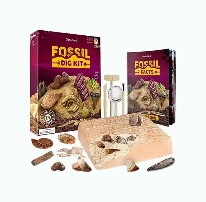 Product Image of the Dan&Darci Fossil Dig