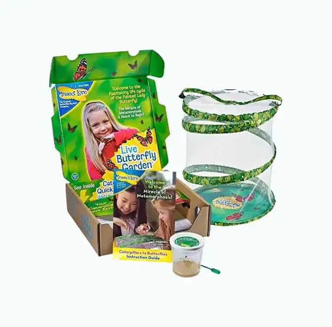 Product Image of the Insect Lore Live Butterfly Growing Kit