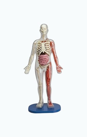 Product Image of the SmartLab Squishy Human Body