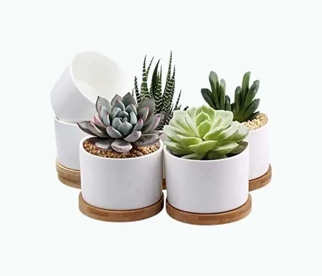 Product Image of the White Pots For Succulents
